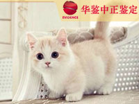 德阳猫类动物鉴定