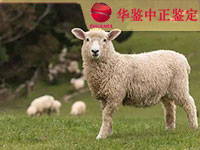 德阳羊类动物鉴定